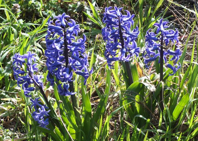 x-hyacinths.jpg