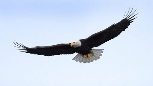 az_bald-eagle-520x294.jpg