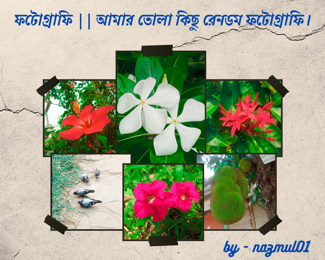 ফটোগ্ৰাফি  আমার তোলা কিছু রেনডম ফটোগ্ৰাফি। (1).png