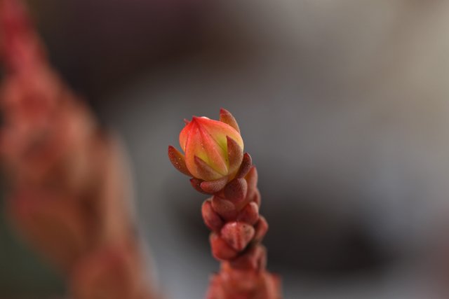 Echeveria mini no id flower bud 2.jpg