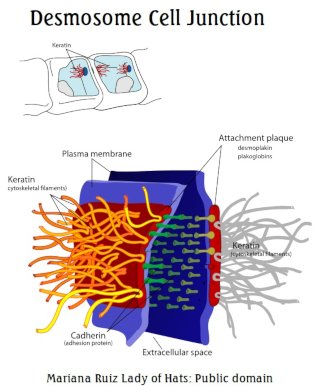 Desmosome2.jpg