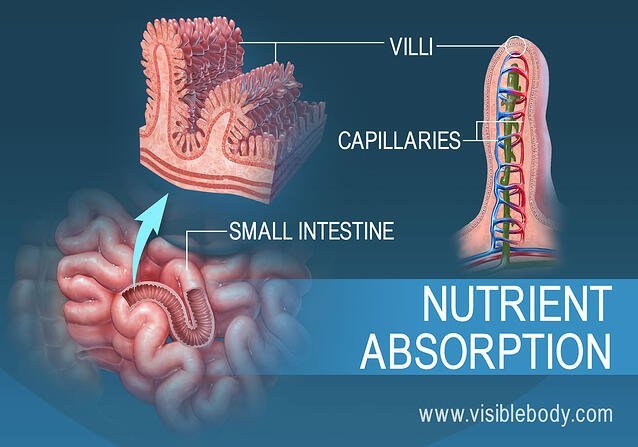 4B-Nutrient-Absorption.jpg