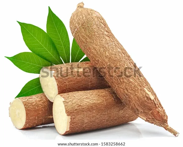 cassava-root-isolated-on-white-600w-1583258662.webp