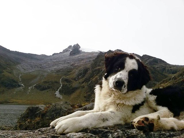 conoces-la-historia-de-la-raza-de-perros-mucuchies.jpg