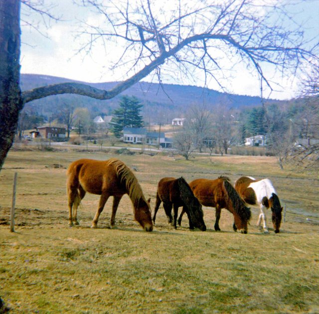 Copy1A1 of Jewel, Sybil, Dickins, Chief crop 1969.jpg