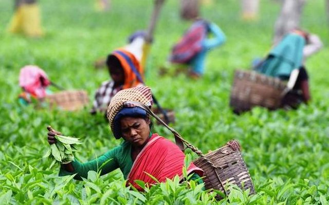 TH24BUINDIA-AGRICULTURE-TEA.jpeg