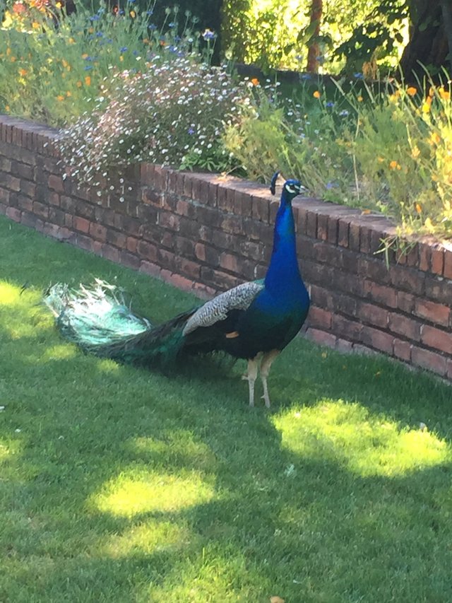 peacock.jpg