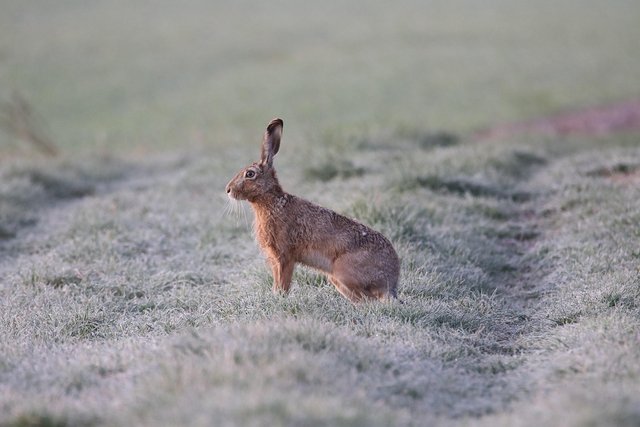 hare-6194141_1280.jpg
