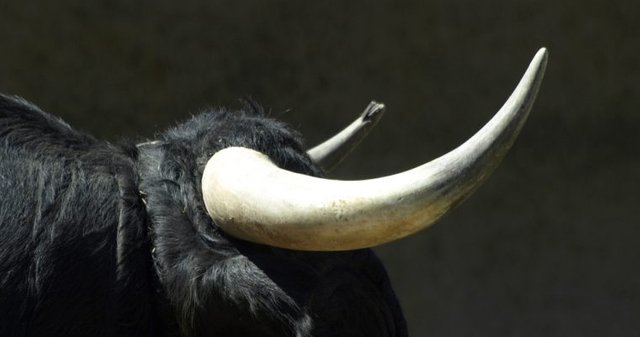 Bull-horn.jpg