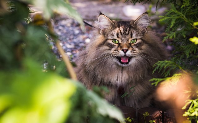 siberian-cat-6465485_1280.jpg