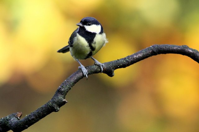 great-tit-1024x683.jpg