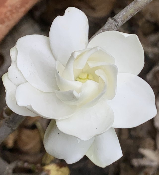 white flower2.jpg