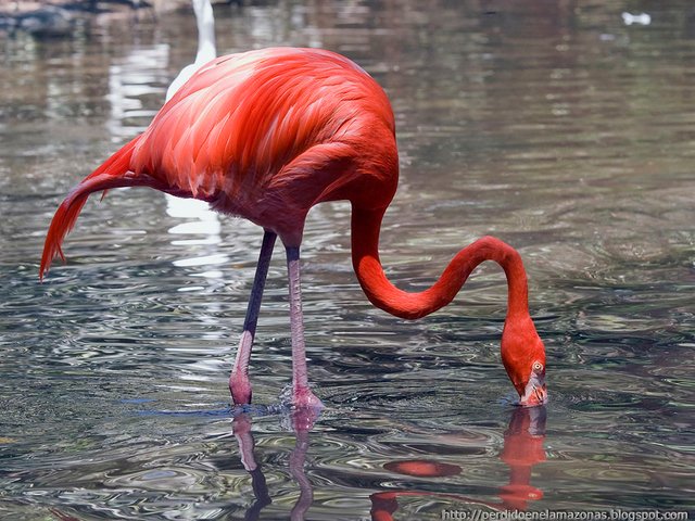 PHOENICOPTERUS-RUBER-1.jpg