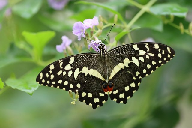 butterfly-5677250_1280.jpg