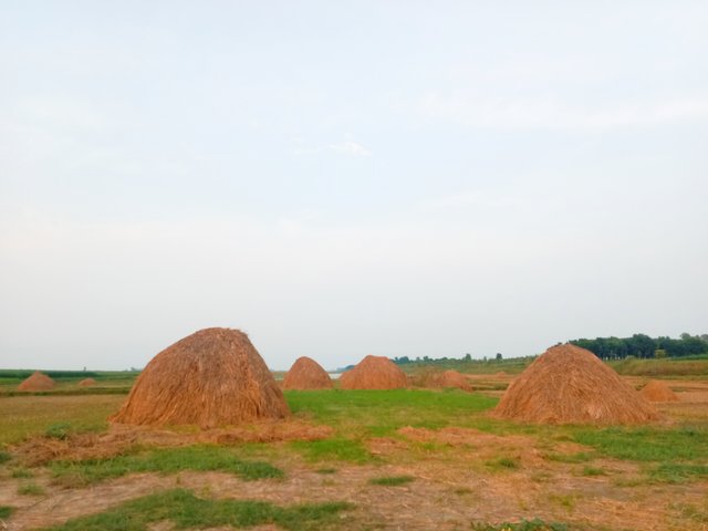 IMG_20250810_082705.jpg