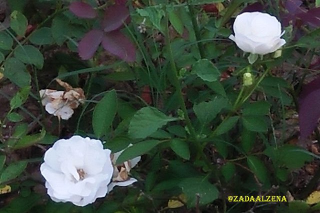 mawar putih_1.jpg