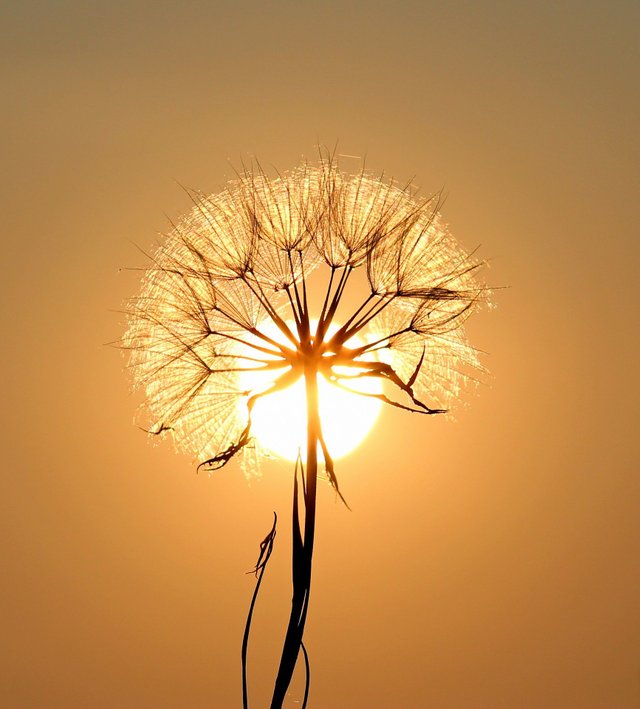 dandelion-g833e8a333_1920.jpg