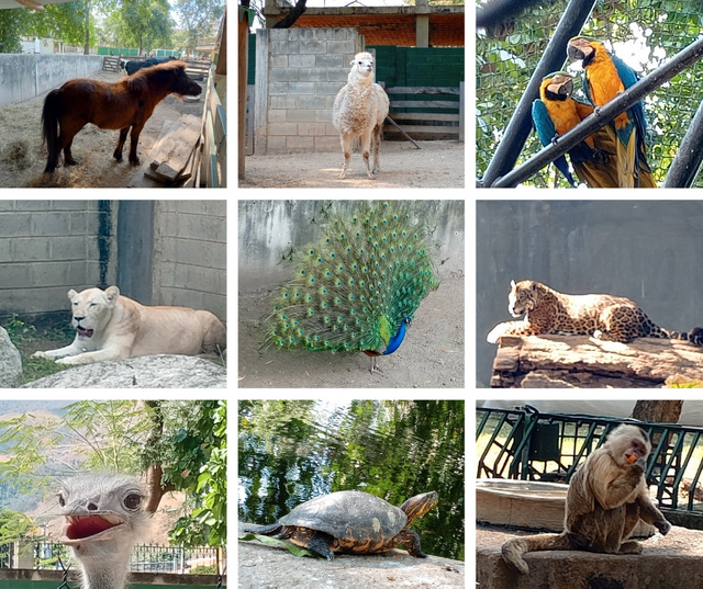 Zoológico de Maracay Venezuela 🇻🇪_20250127_115854_0000.png