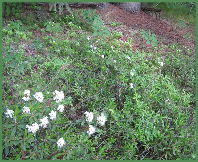 labrador tea plant in blossom along with bunch berry.JPG