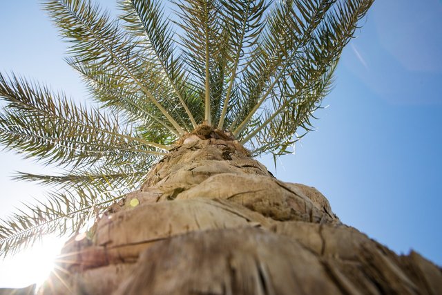 palm-tree-4404508_1280.jpg