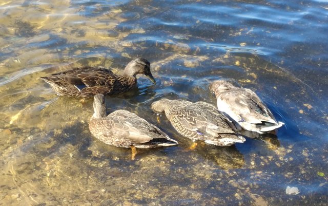 duck,ducks,goose-5.jpg