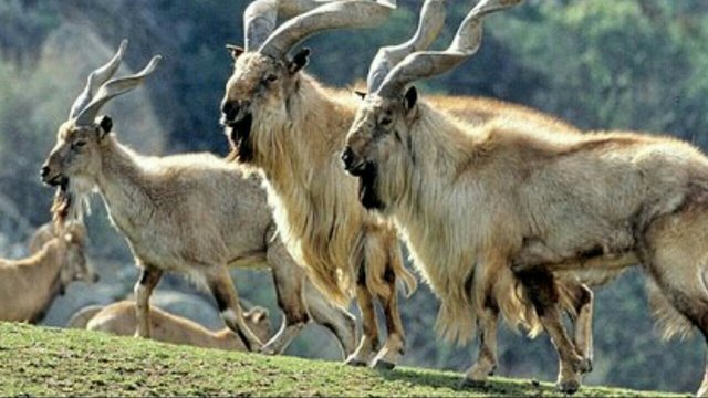 Markhor 6.jpg