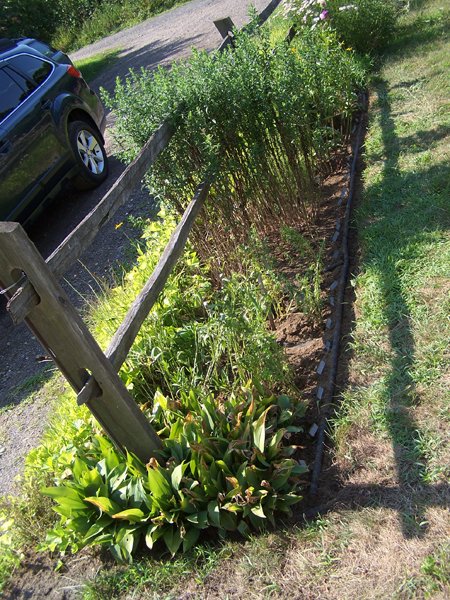 1st Fence - weeded and planted crop July 2019.jpg