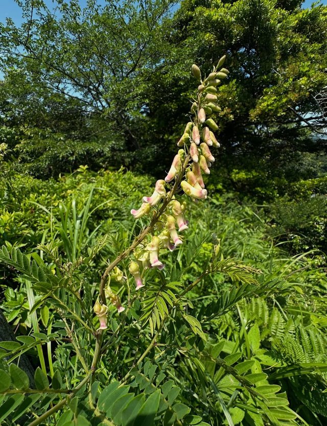 IMG_20250608_085531.jpg