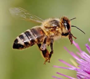 native-irish-bee.jpg