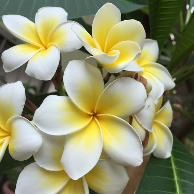 Plumeria.jpg