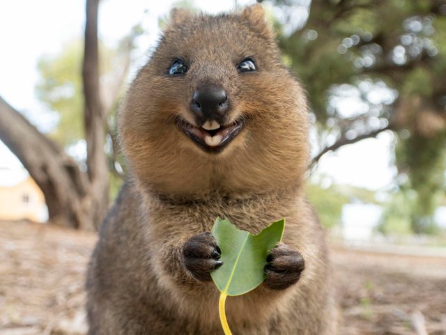 quokka eating leaf.jpg