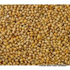 Millet Seed.jpg
