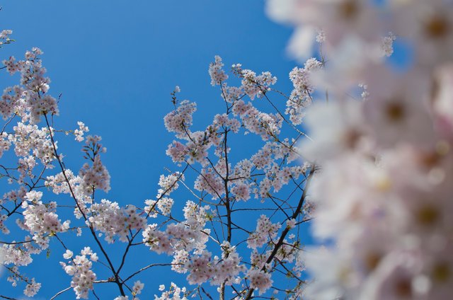 Pink tree flower buds in the blue sky.JPG