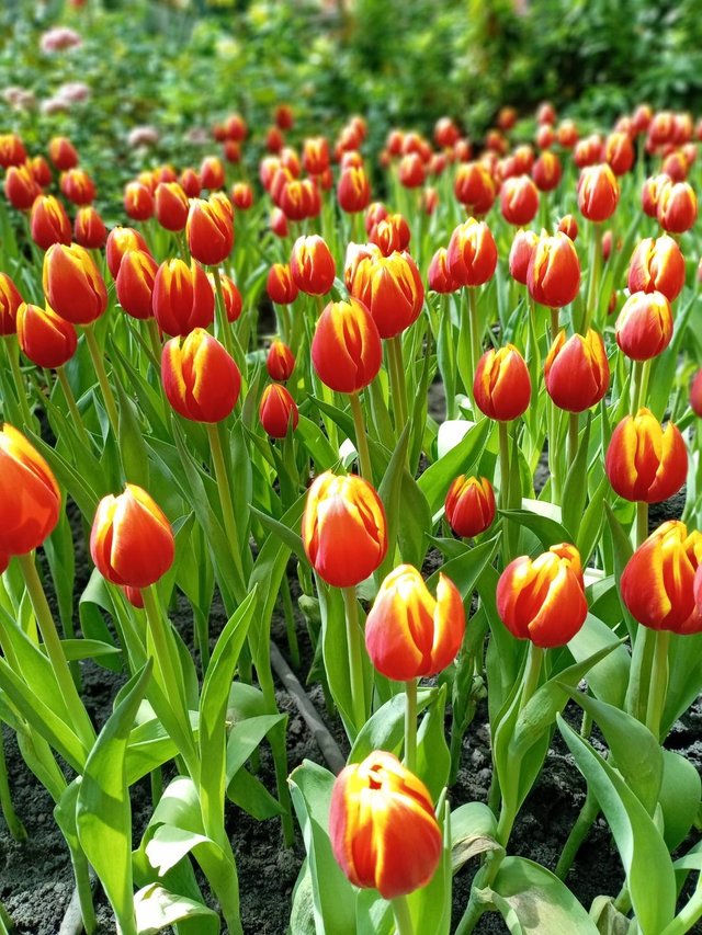 Tulips17.jpg