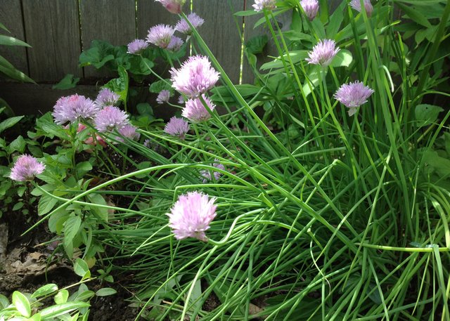 chives in flower.JPG