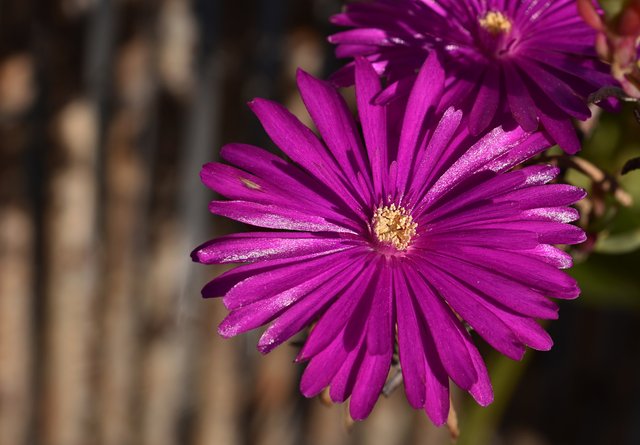 Ice plant fuchsia 2.jpg