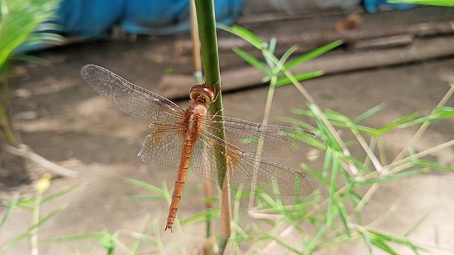 IMG20250328134252.jpg