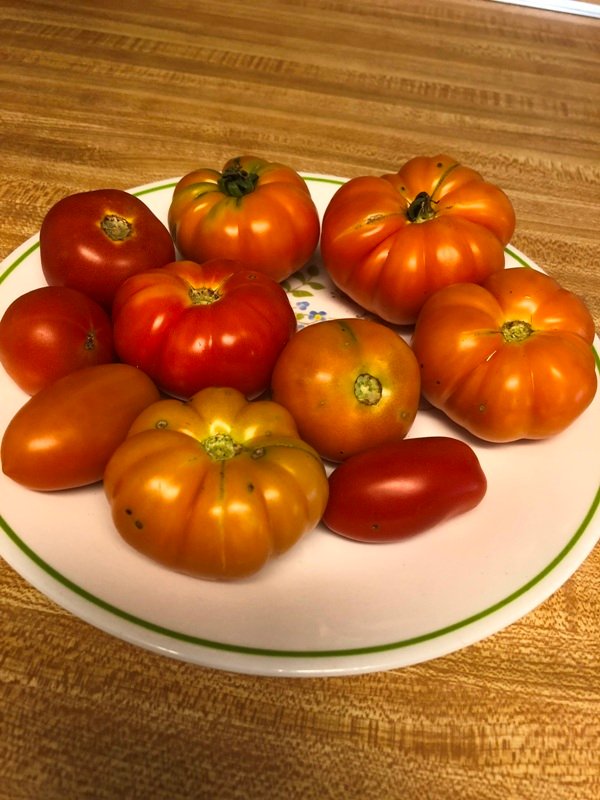 Tomatoes Before 4th of July.jpg