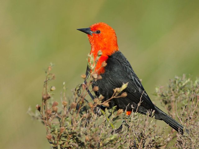 01.-avistaje-de-aves-en-la-argentina.jpg