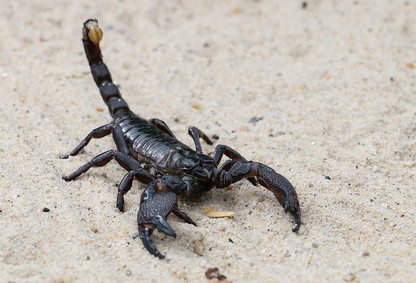 Death stalker scorpion.jpg
