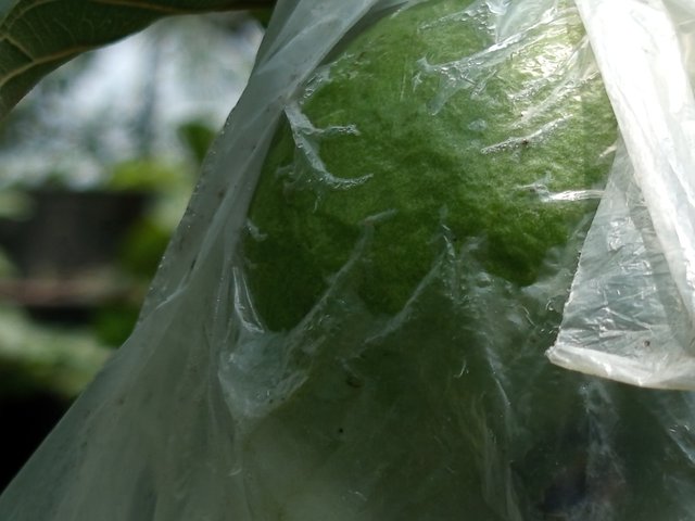 পেয়ারা (4).jpg
