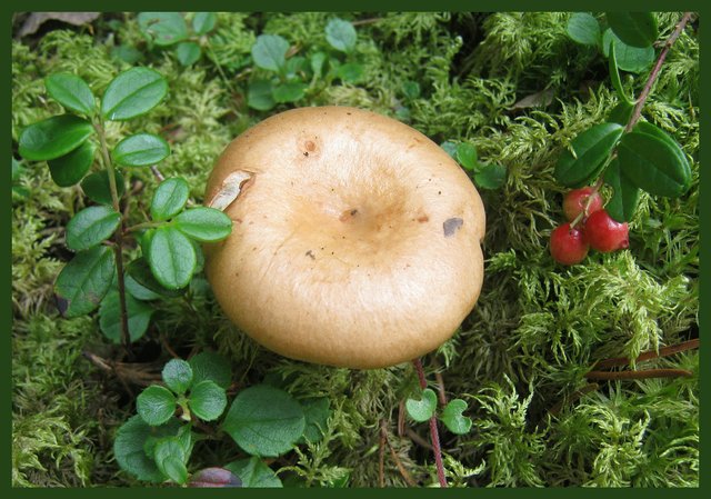 brown mushroom growing in the moss by cranberries.JPG