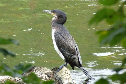 cormorant-4891185__340.jpg