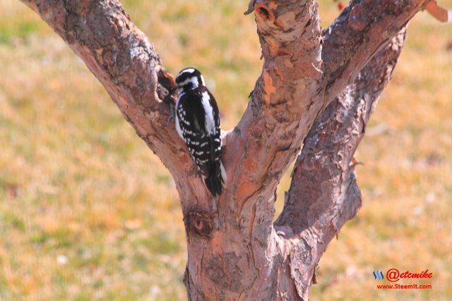 Hairy Woodpecker PFW0008.JPG