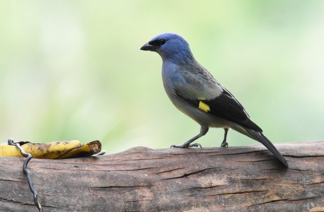 Yellow-winged Tanager_4233 Los Torrales.JPG