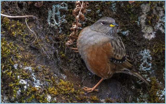 Alpine Accentor.jpg