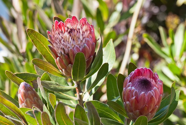 6558489397-protea-flower (FILEminimizer).jpg