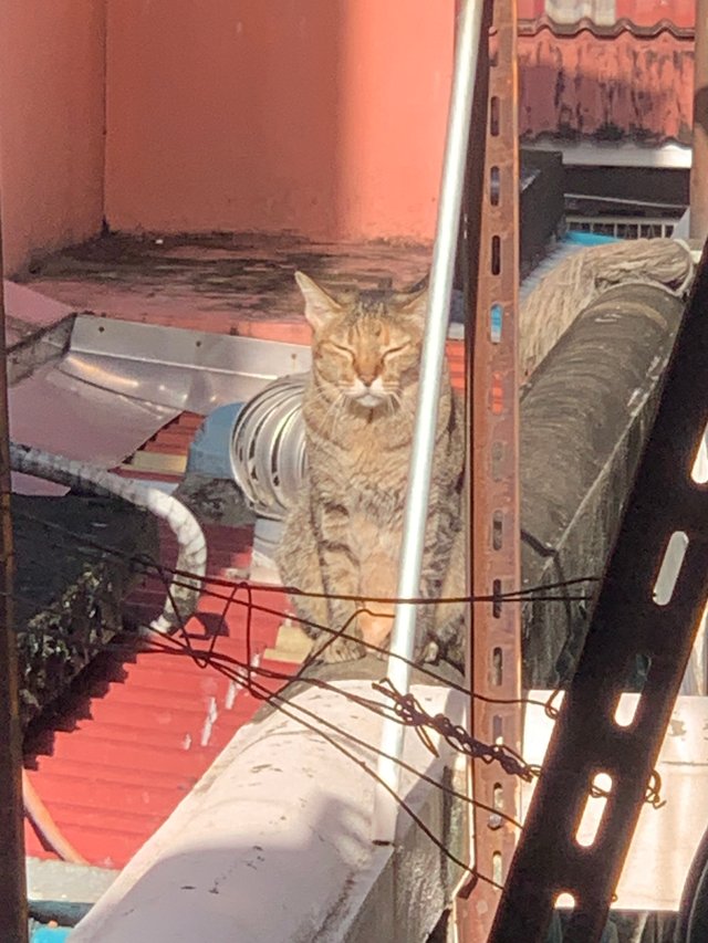 orange cat8.jpg