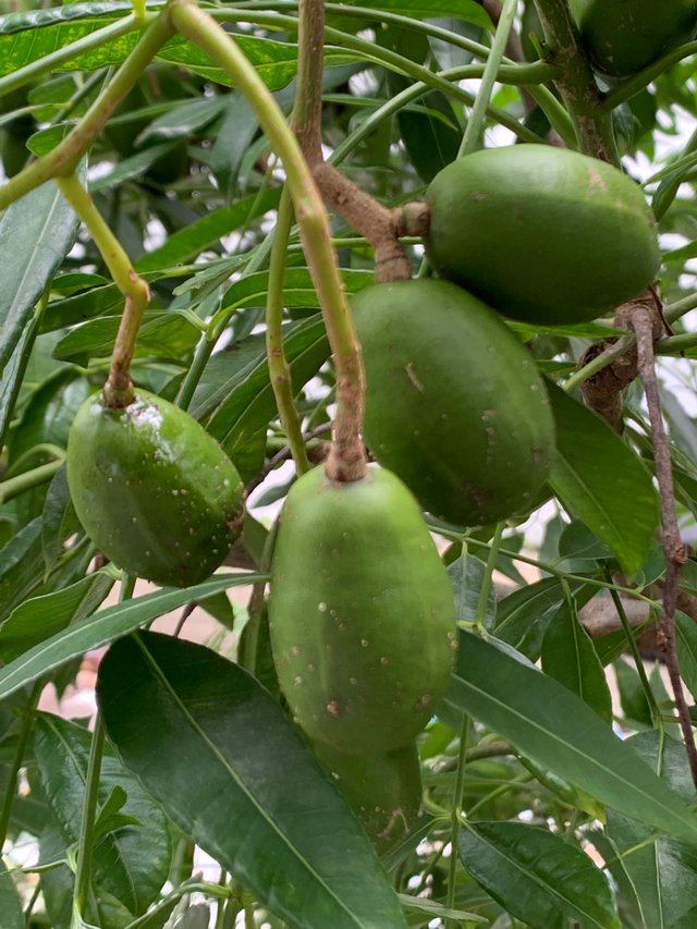 fruit22.jpg