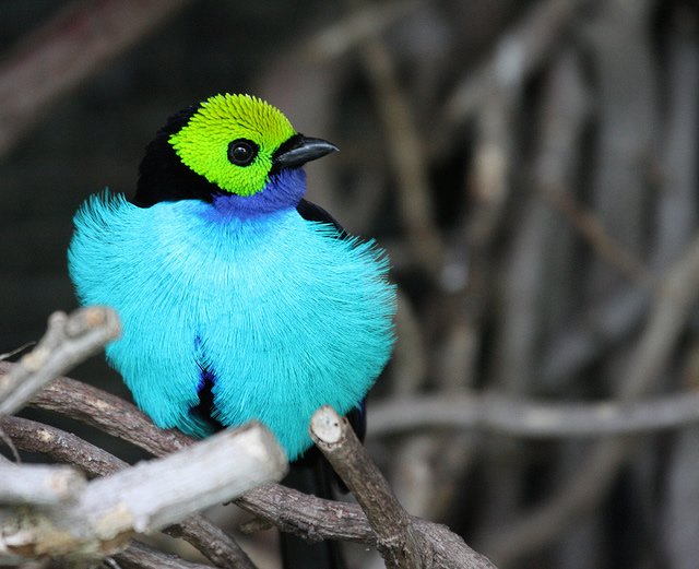 paradise tanager 7.jpg